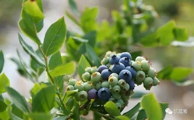 信藍(lán)籌 | 嶗山藍(lán)莓酒