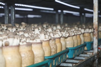 學有所獲、學有所用!"鄉村振興&middot;網信助農"助力網信新農人活動第一期&middot;西海岸新區專場圓滿收官